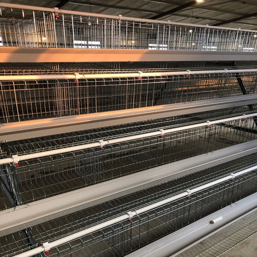 Battery cage  Battery layer cage