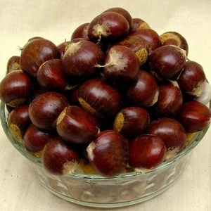 BEST HOT SELLING FRESH RAW CHESTNUTS DIRECT FROM FARM