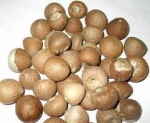 BETEL NUS
