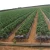 Import black agricultural supplier agriculture farm drip irrigation systems with round dripper from China