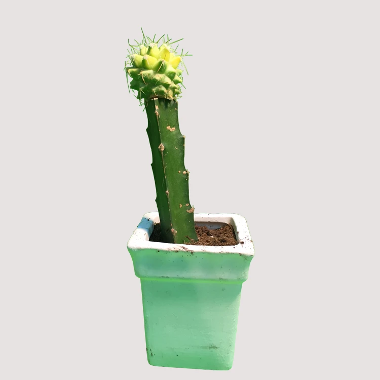 bonsai artificial plants natural cactus nurseries Grafted Euphorbia Lactea Cristata