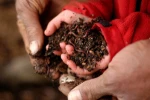 Bulk Organic Fertilizer Vermicompost