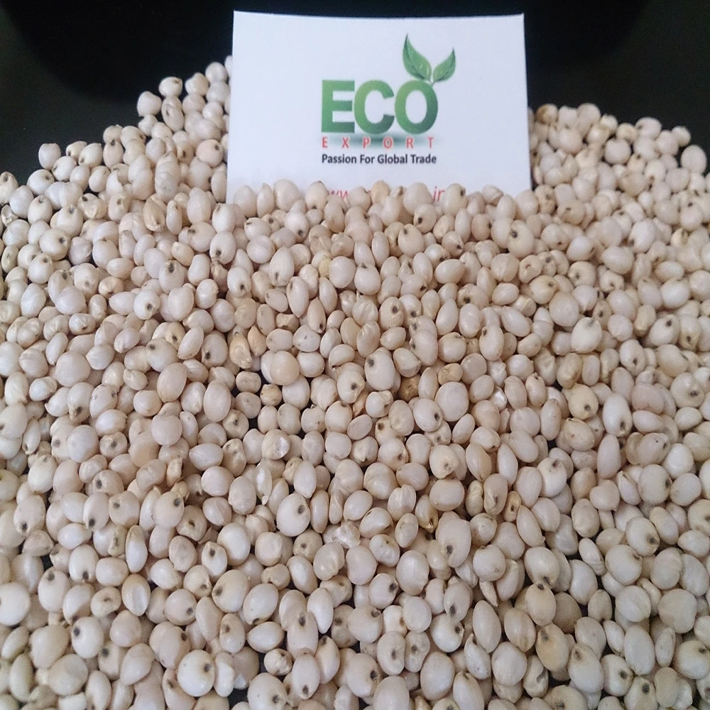 Bulk Quantity Sorghum for Poultry Use