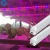 Import China manufacturer hydroponics T8 LED grow light from China
