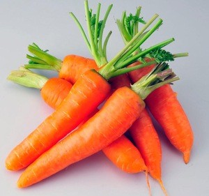 china new fresh carrot