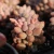 Import China succulents wholesale echeveria Pink succulent plant from China
