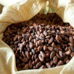 Cocoa Beans Cacao Beans