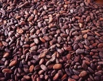 Cocoa Beans