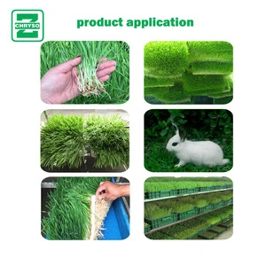 Commercial Seed Germination Machine Automatic Bean Sprout Maker Fodder Sprouting Machine
