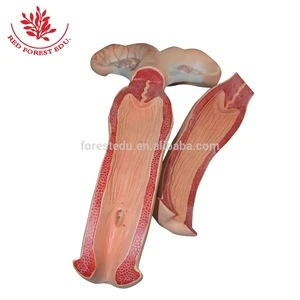 Cow uterus anatomical Medical science model