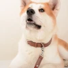 Dog Collars Leashes Leather Wholesale Logo Adjustable