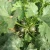 Import Early maturity light green peel excellent shining zucchini seed from China