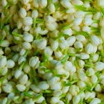 Excellent Grade Fresh Cut Jasmine Flower
