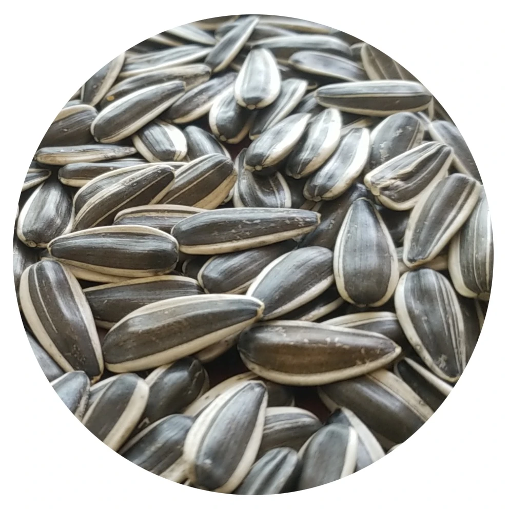 Extract raw material Sunflower seeds kernels 601/ 361/ 838 wholesale