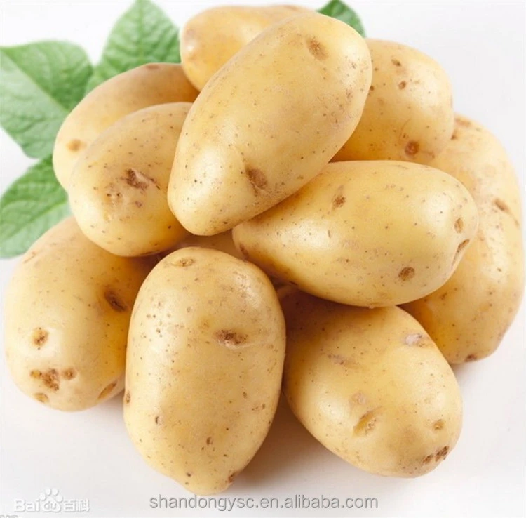 factory exports large holland potato in China