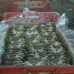 Factory Fresh Frozen Blue Crab