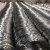 Import Factory Hot Sale Black Annealed Iron Wire from China