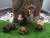 Import Factory Price Resin Miniature Fairy Garden Kits from China