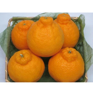 Famous import juicy orange king cultivated fresh citrus fruit