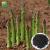 Import Farm supply 8inches fruit size vegetable seeds Asparagus officinalis Asparagus Seeds from China