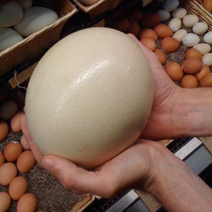 Fertile and Fresh Hatching Ostrich and Parrots Eggs available in stock
