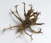 Food supplement ingredient Devil&#039;s Claw Extract Harpagoside 5%/Promote digestion/ISO9001&amp;Kosher&amp;Halal