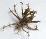 Food supplement ingredient Devil's Claw Extract Harpagoside 5%/Promote digestion/ISO9001&Kosher&Halal