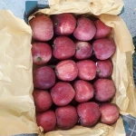 FRESH APPLE WHOLESALE PRICE!