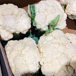 Fresh Cauliflower from Egypt , fresh Organic cauliflower vegetable