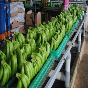 Fresh Cavendish Banana Exporter In India at 13 kg Cartons for sale