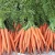 Import Fresh cheap China carrot with wholesale from China