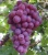 Import fresh & Frozen Sweet Seedless Grapes at Supplier Prices from Republic of Türkiye