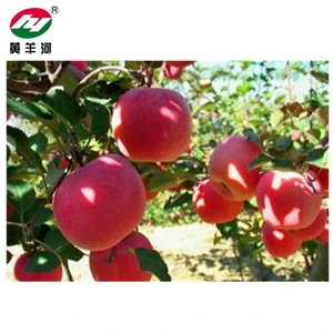 Fresh fruits red fuji apple in China with best price and high quality