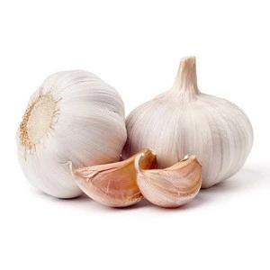 Fresh  Garlic Wholesale  Price  from Egypt