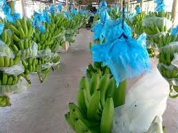 Fresh Green Cavendish Banana and other banana types for Sale