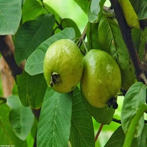 Fresh Guava From USA