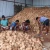 Import FRESH HUSKED COCONUTS EXPORT MARKET BEST WHOLE SALE PRICE from India