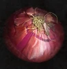 Fresh Onion Red onion / Gold onion , High quality best price
