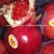 Import fresh Pomegranates FRUIT from Egypt