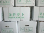 fresh radish
