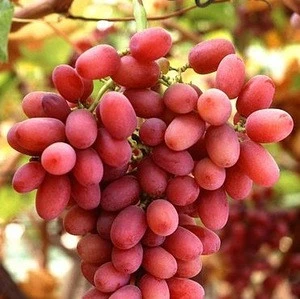 Fresh Red Crimson Grape , Green Grape  Export Quality From South Africa