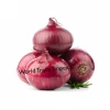 Fresh red indian onion
