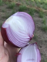 Fresh Vegetables Onion High Quality China Non-peeled COMMON Round Onion