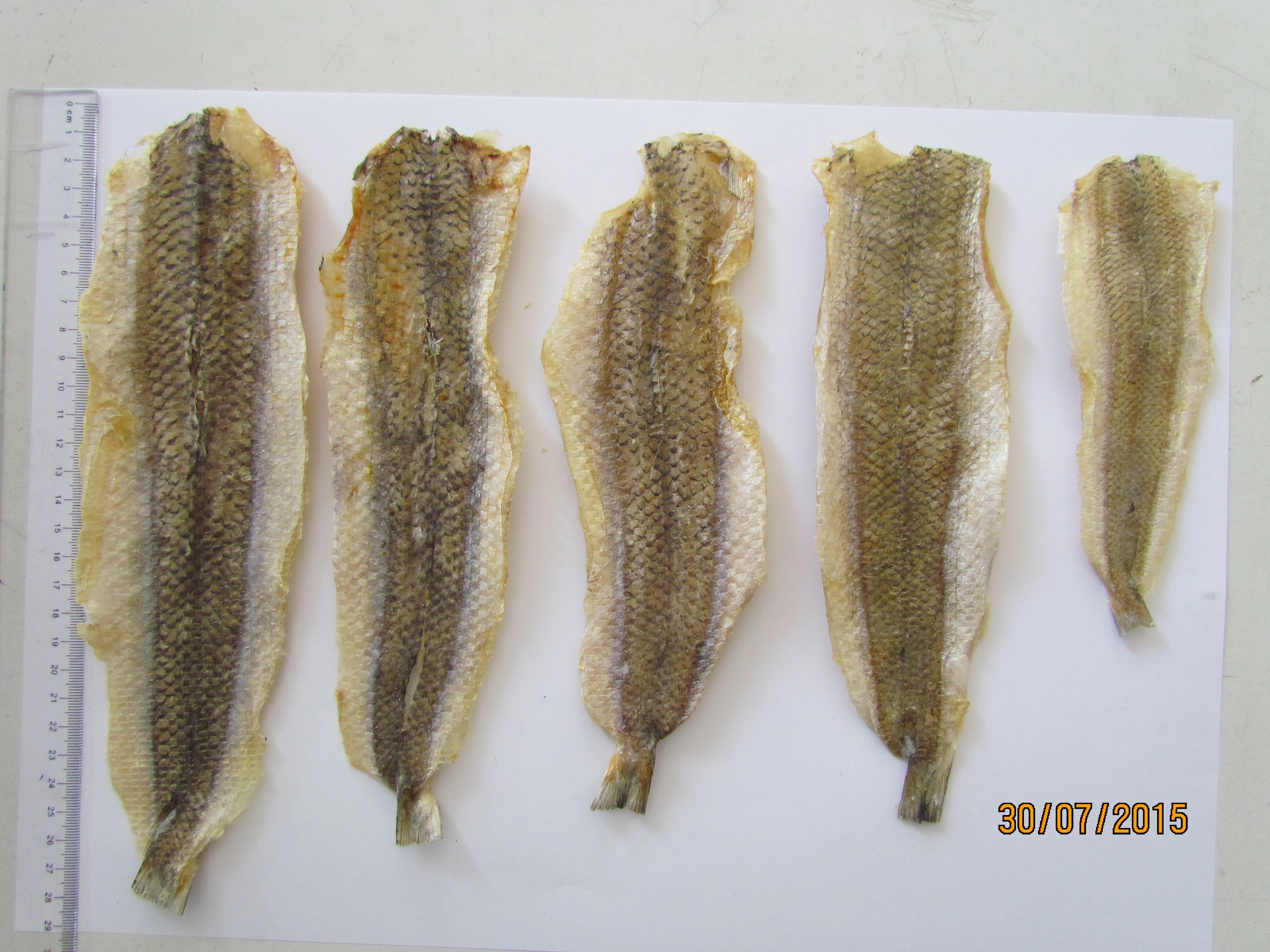 Good Food Dried Seafood Medium Fish - Seafood High Quality Dried Lizard Fish