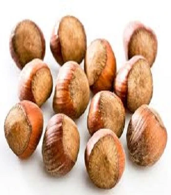 Good Quality Natural Hazelnuts / Hazel Nuts Available in Bulk
