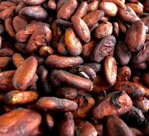High Quality Cacao Beans | Cocoa Beans Bulk