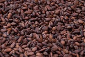 High Quality cocoa chocolate bean