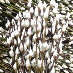 High quality fresh cut flowers pussy willow cut flower natural dry flower
