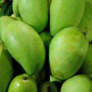 HIGH QUALITY FRESH MANGO Fresh Mangoes Raw Fresh Quality Mangoes