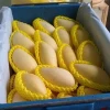 High Quality Grade  NAM DOK MAI Mango For Export From Thailand